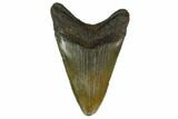 3.35" Fossil Megalodon Tooth - South Carolina - #130759-1